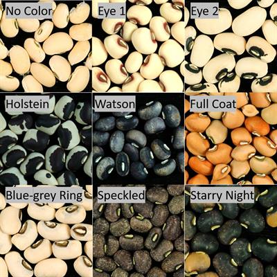 Seed Coat Pattern QTL and Development in Cowpea (Vigna unguiculata [L.] Walp.)